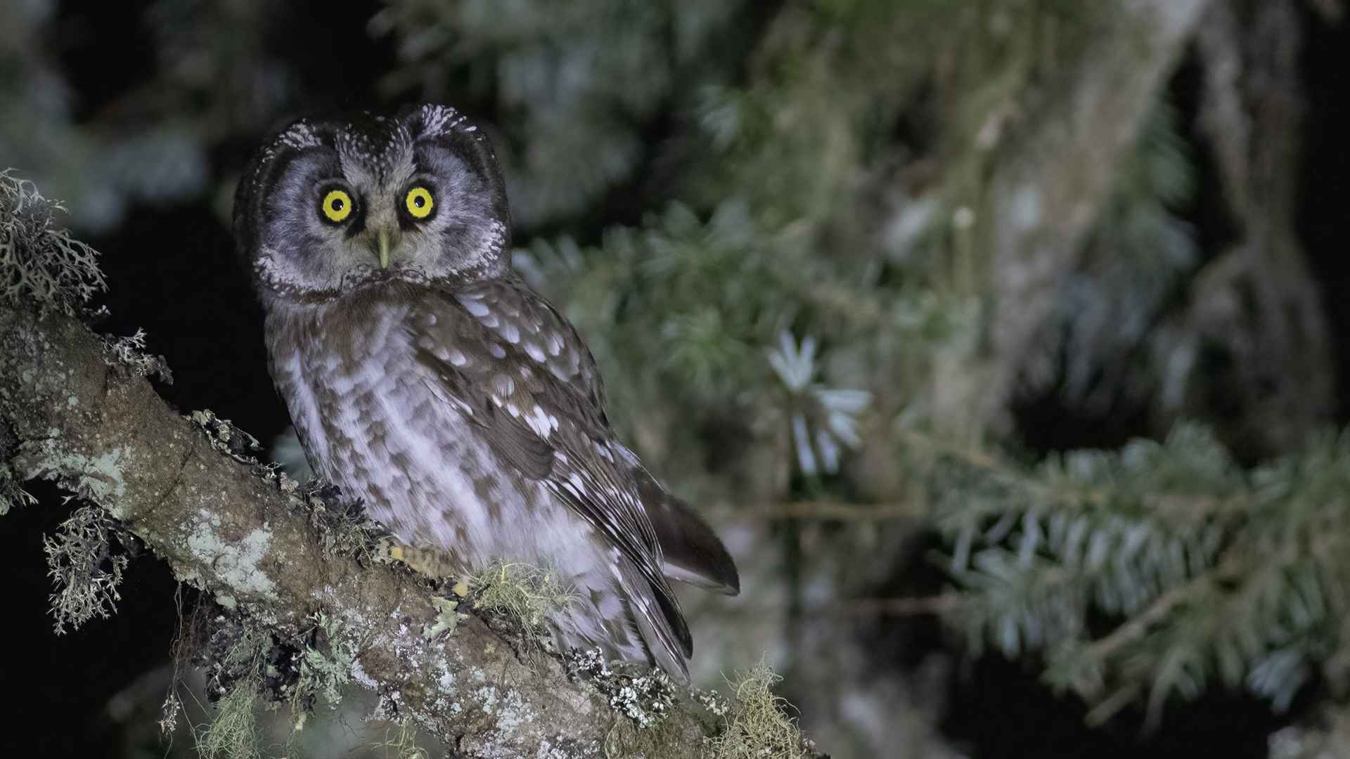 Boreal Owl