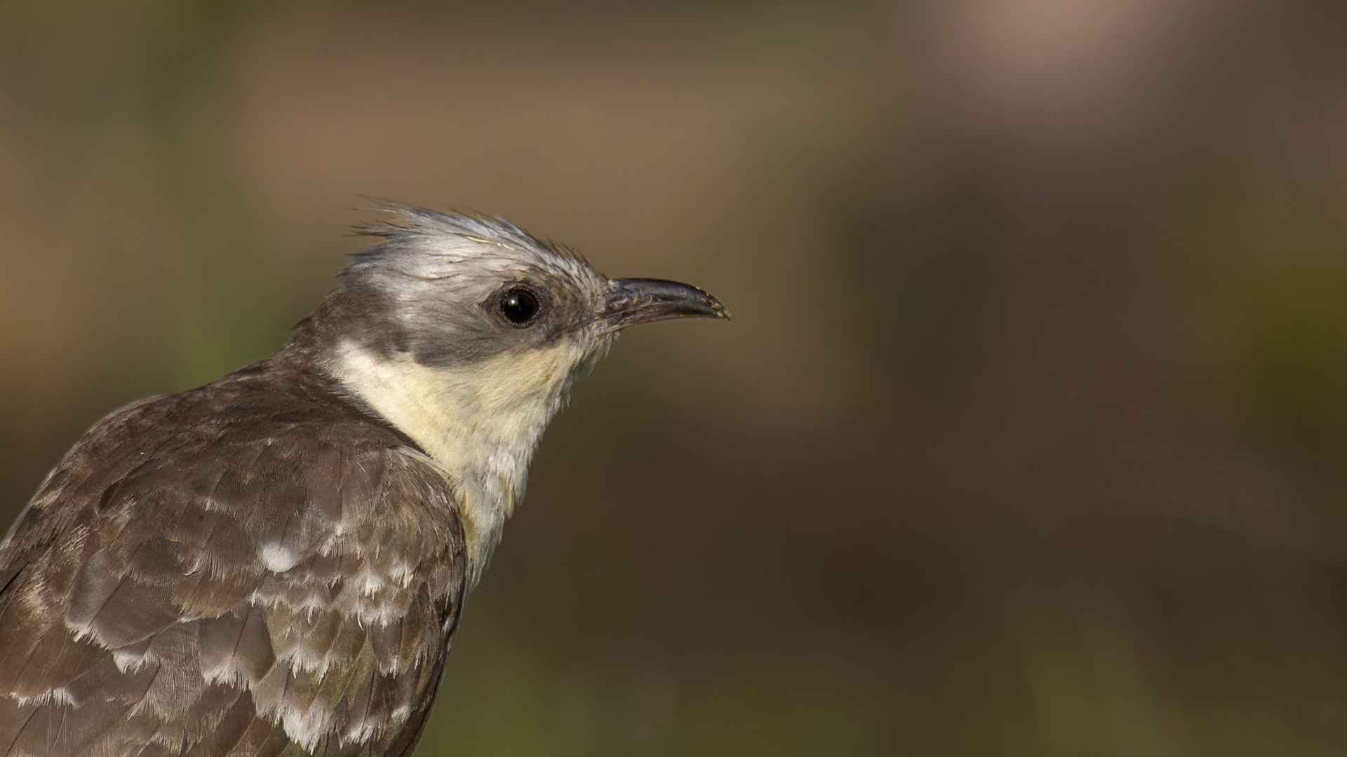 Great Spotted Cuckoo
