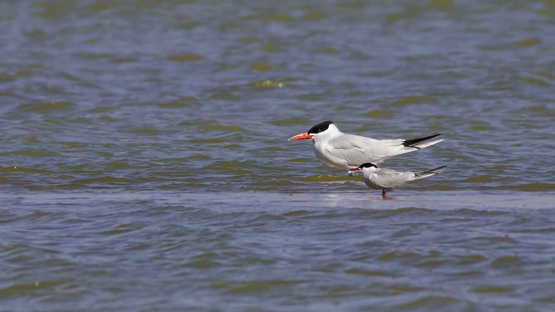 Caspian Tern