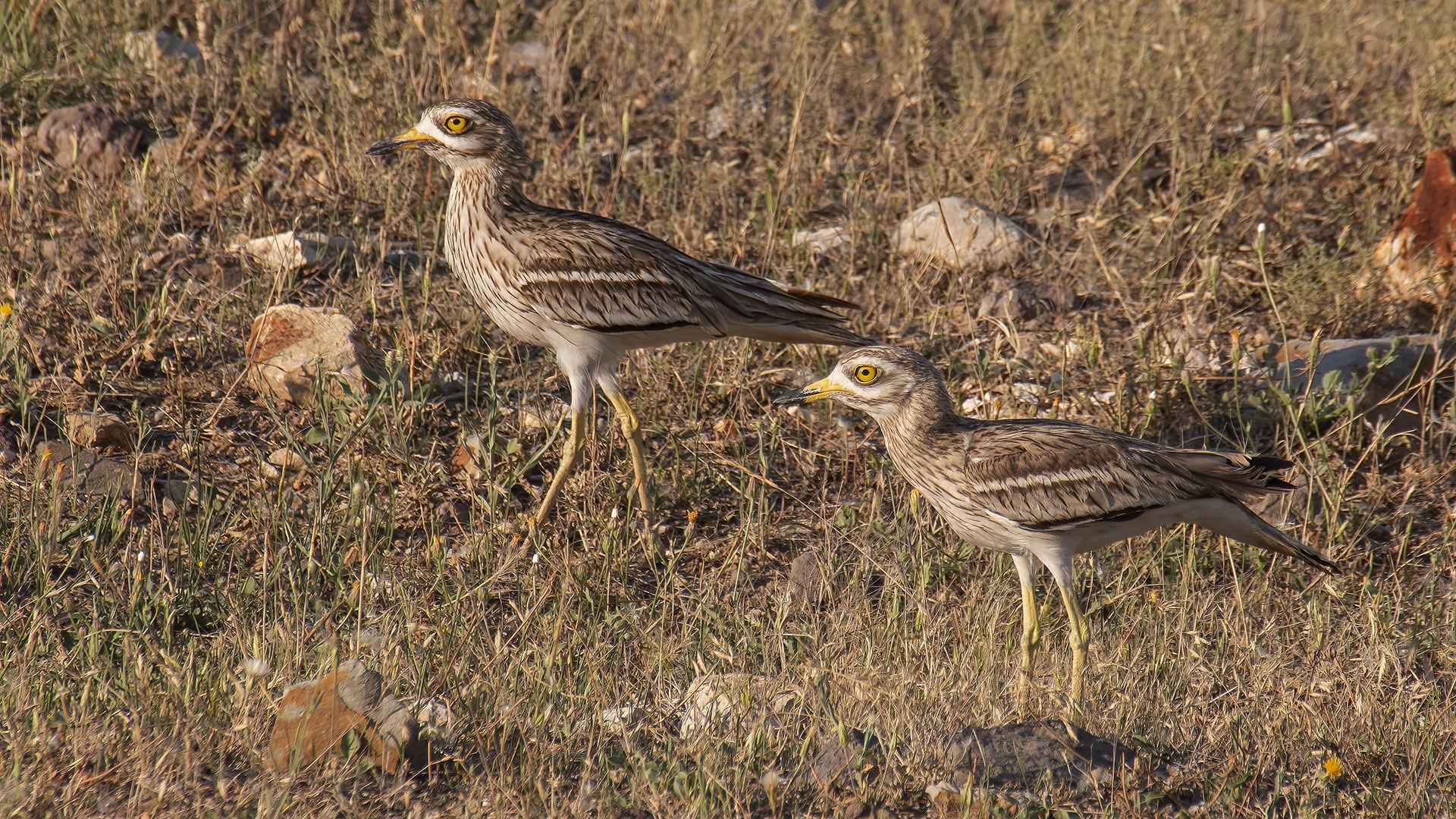 Eurasian Thick-knee