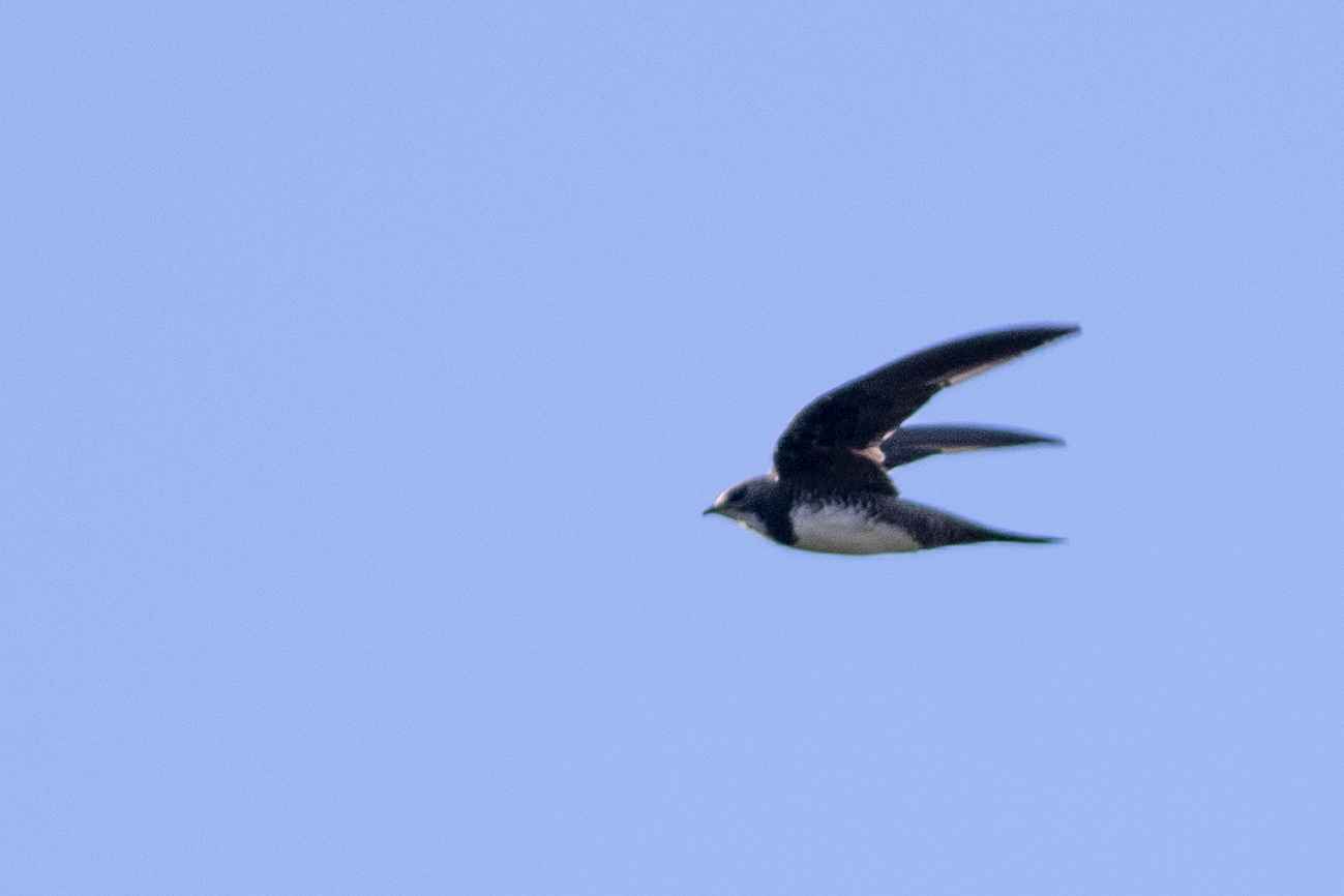 Alpine Swift