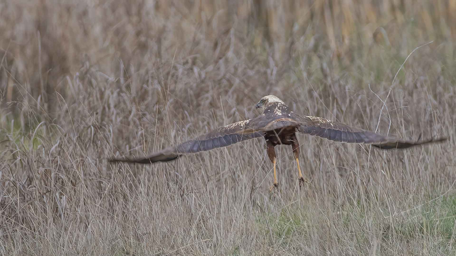 Eurasian Marsh-Harrier
