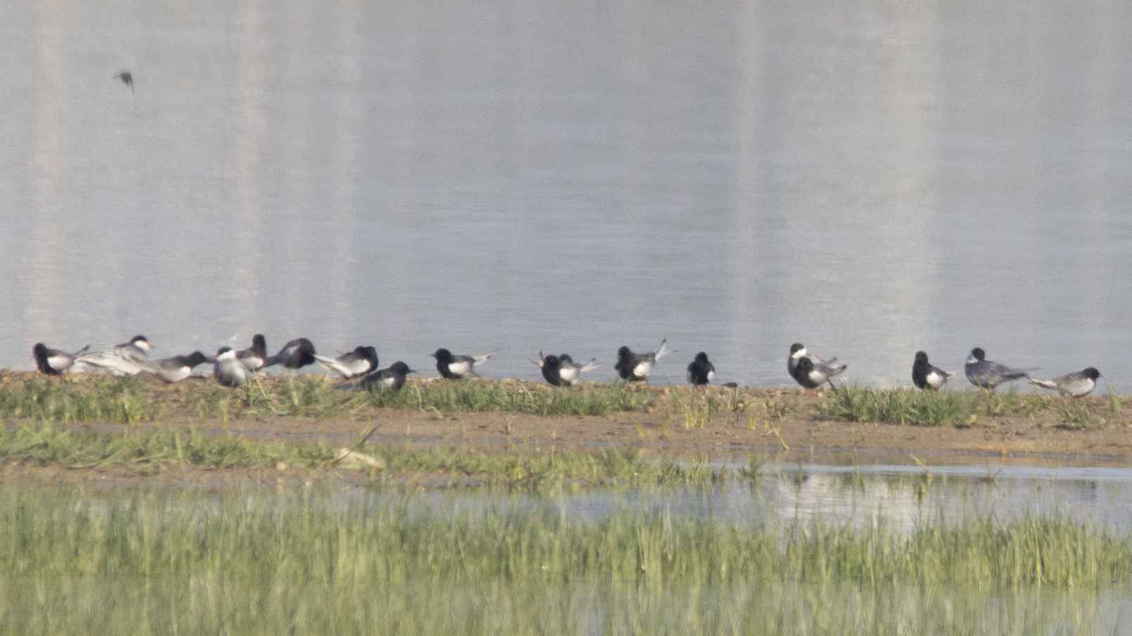 Black Tern