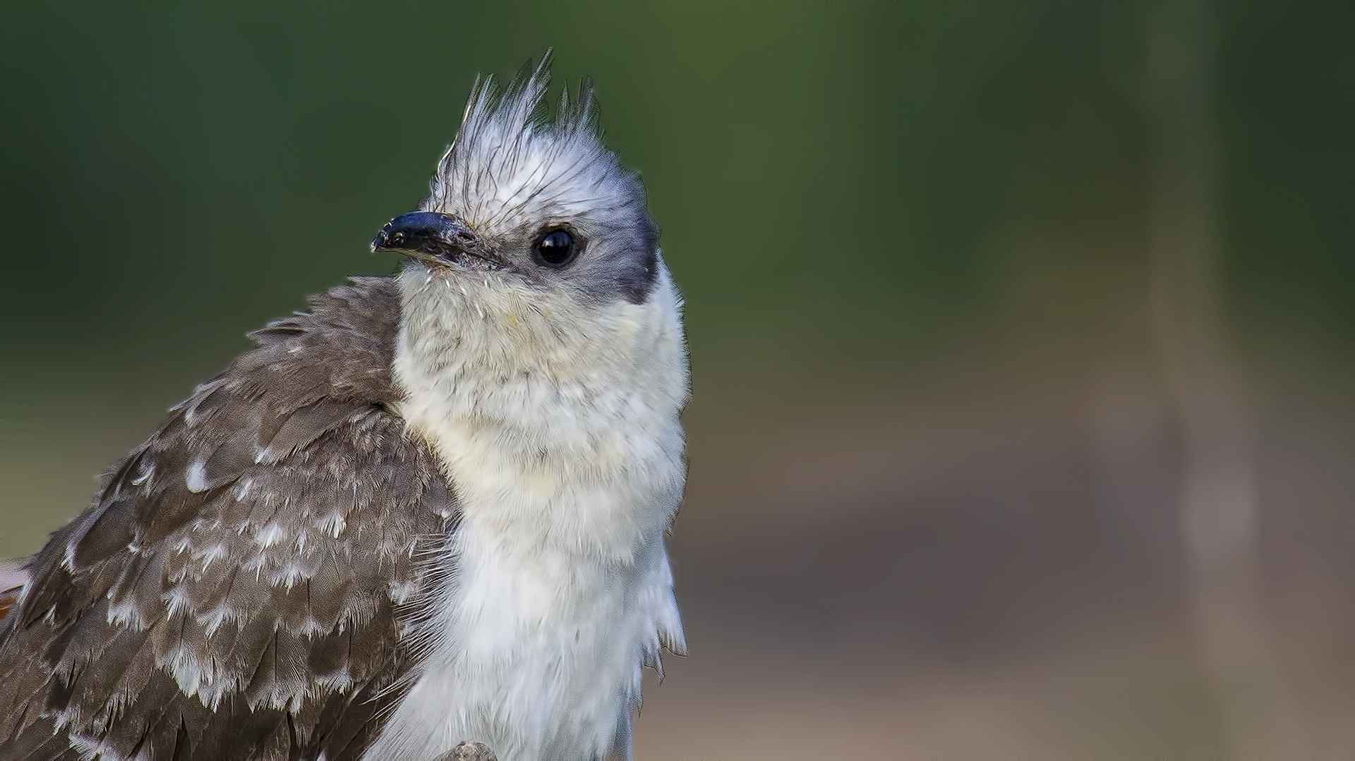 Great Spotted Cuckoo