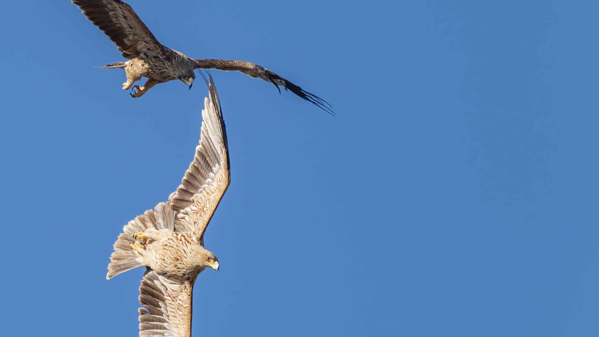Imperial Eagle