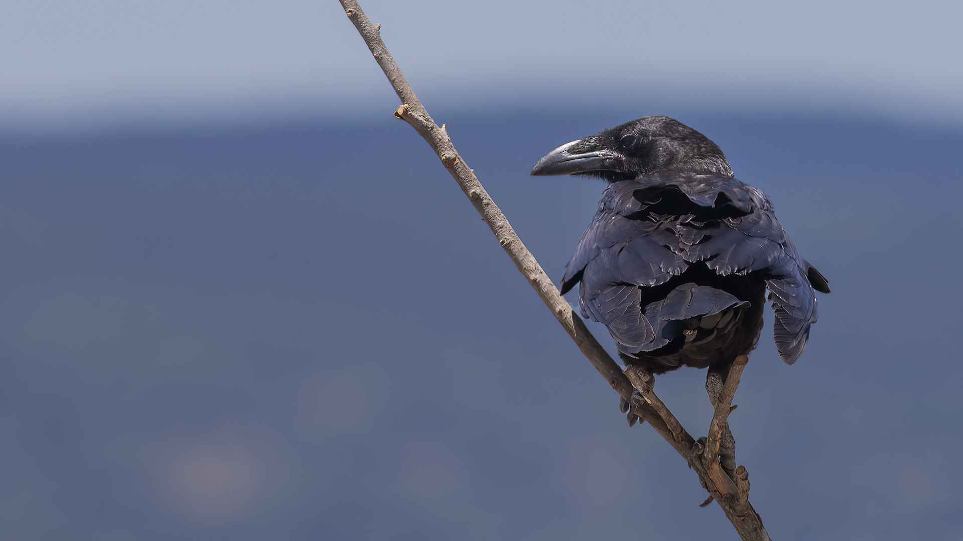 Common Raven