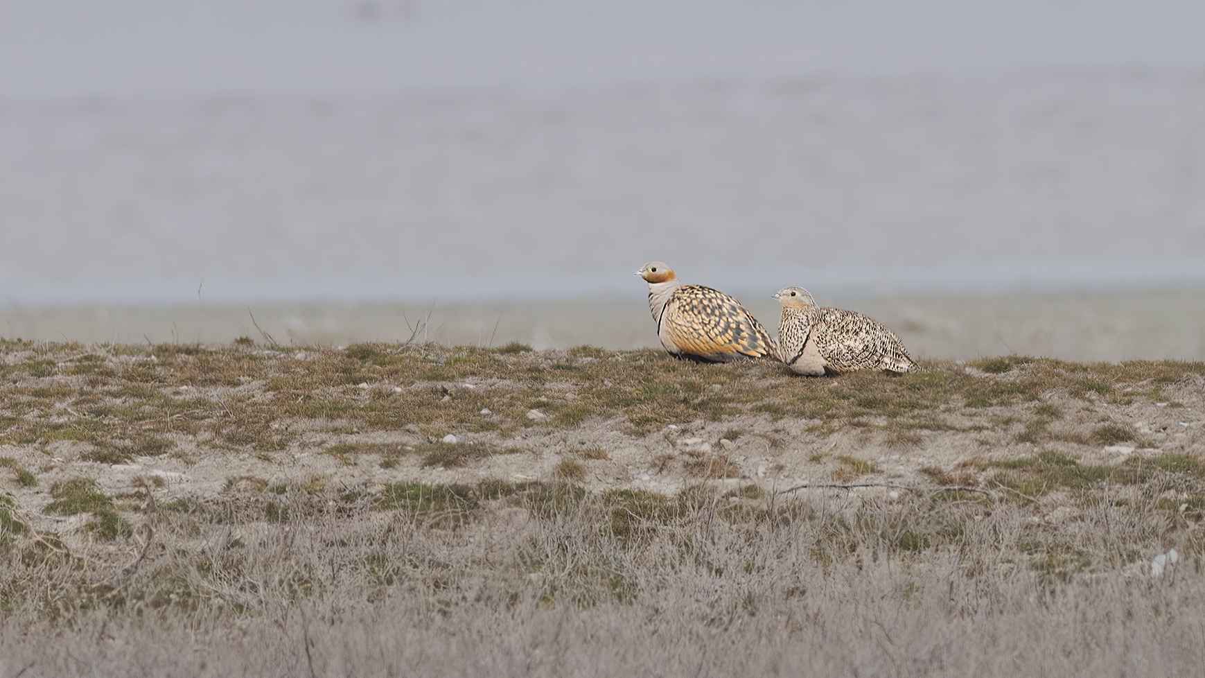 Black-bellied Sandgrouse