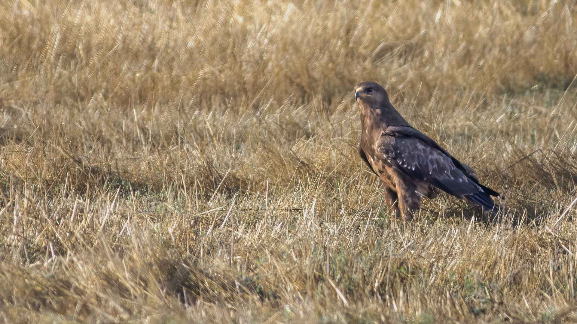 Lesser Spotted Eagle