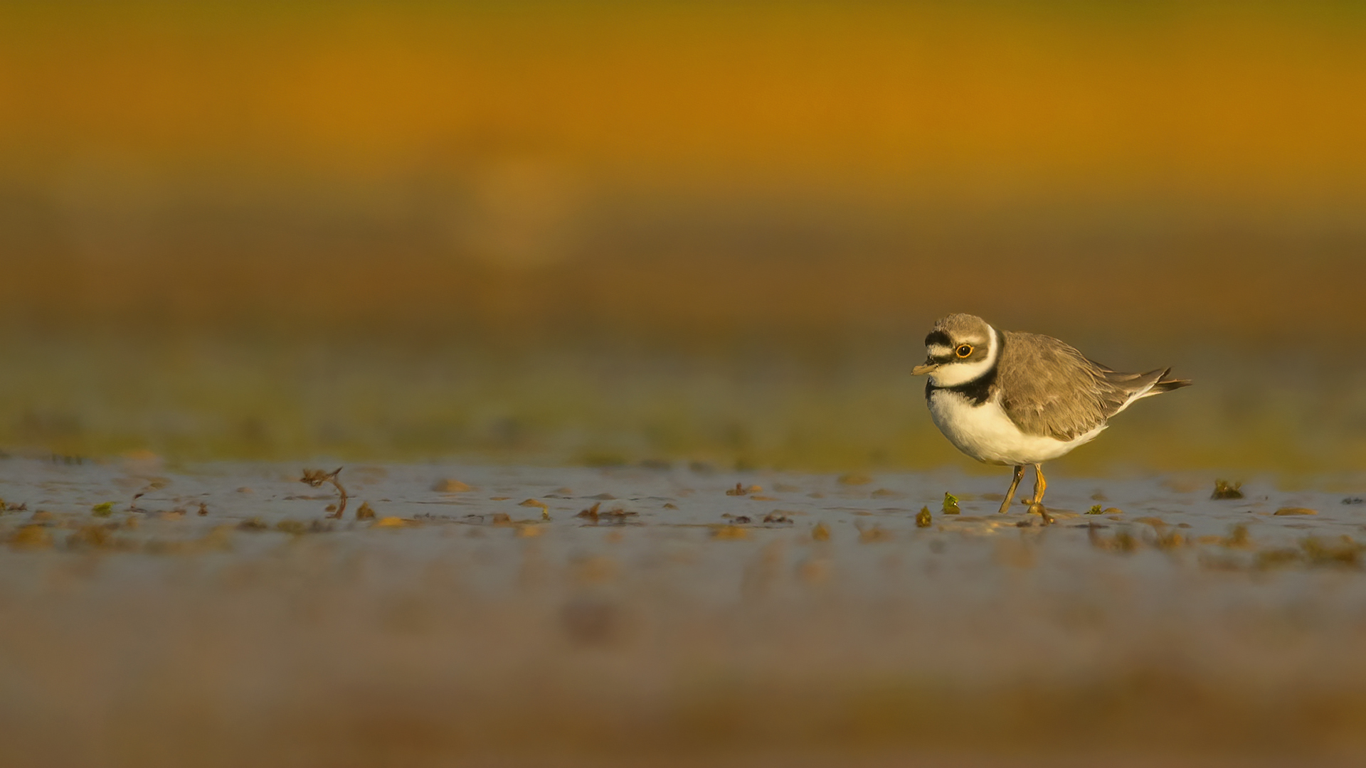 Little Ringed Plover