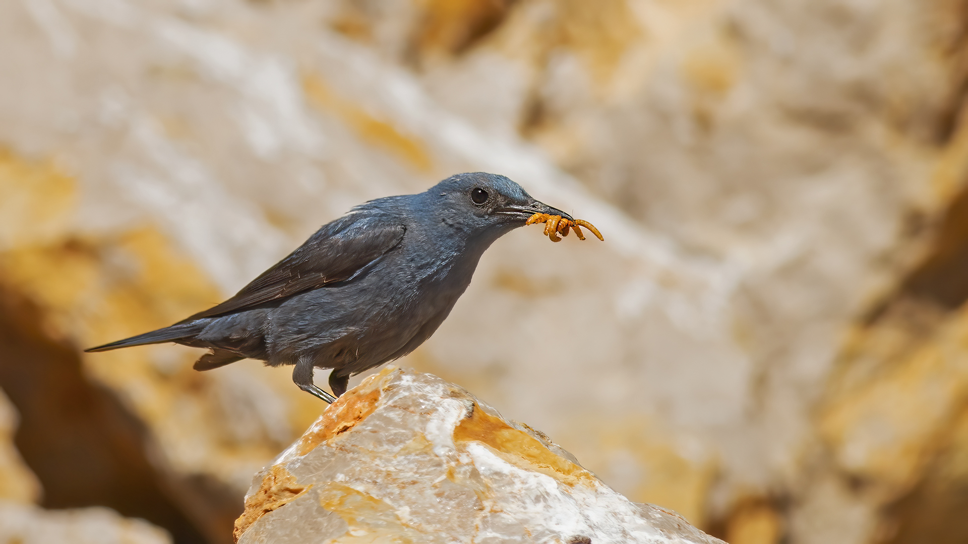 Blue Rock-Thrush
