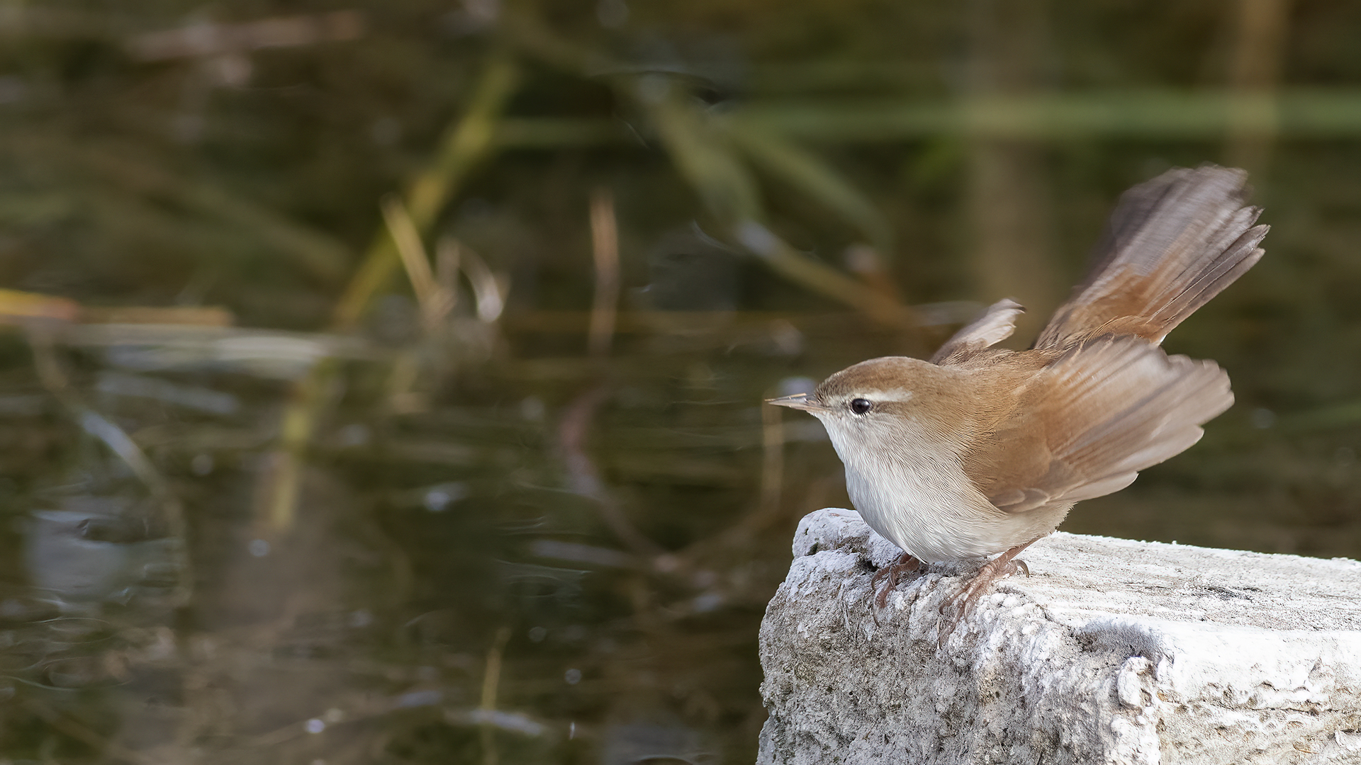 Cetti's Warbler