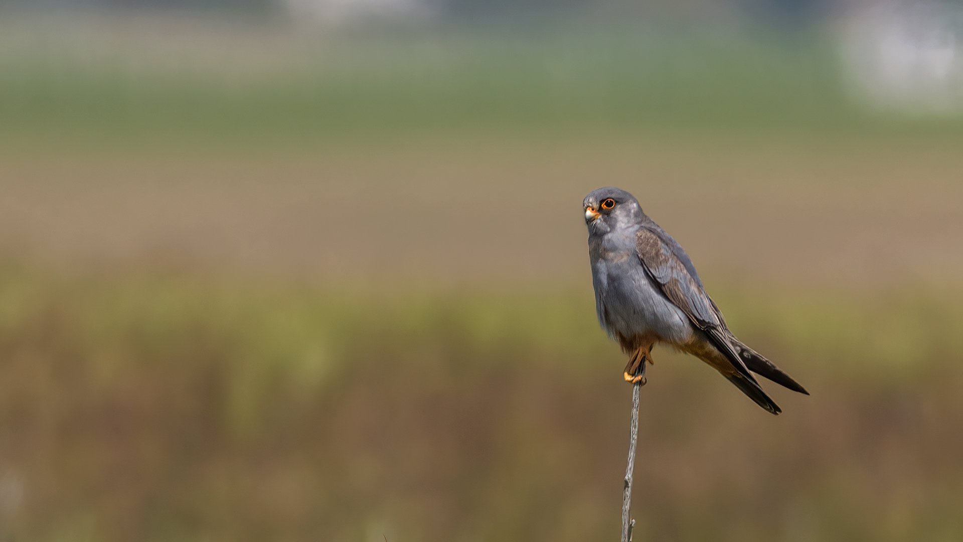 Red-footed Falcon