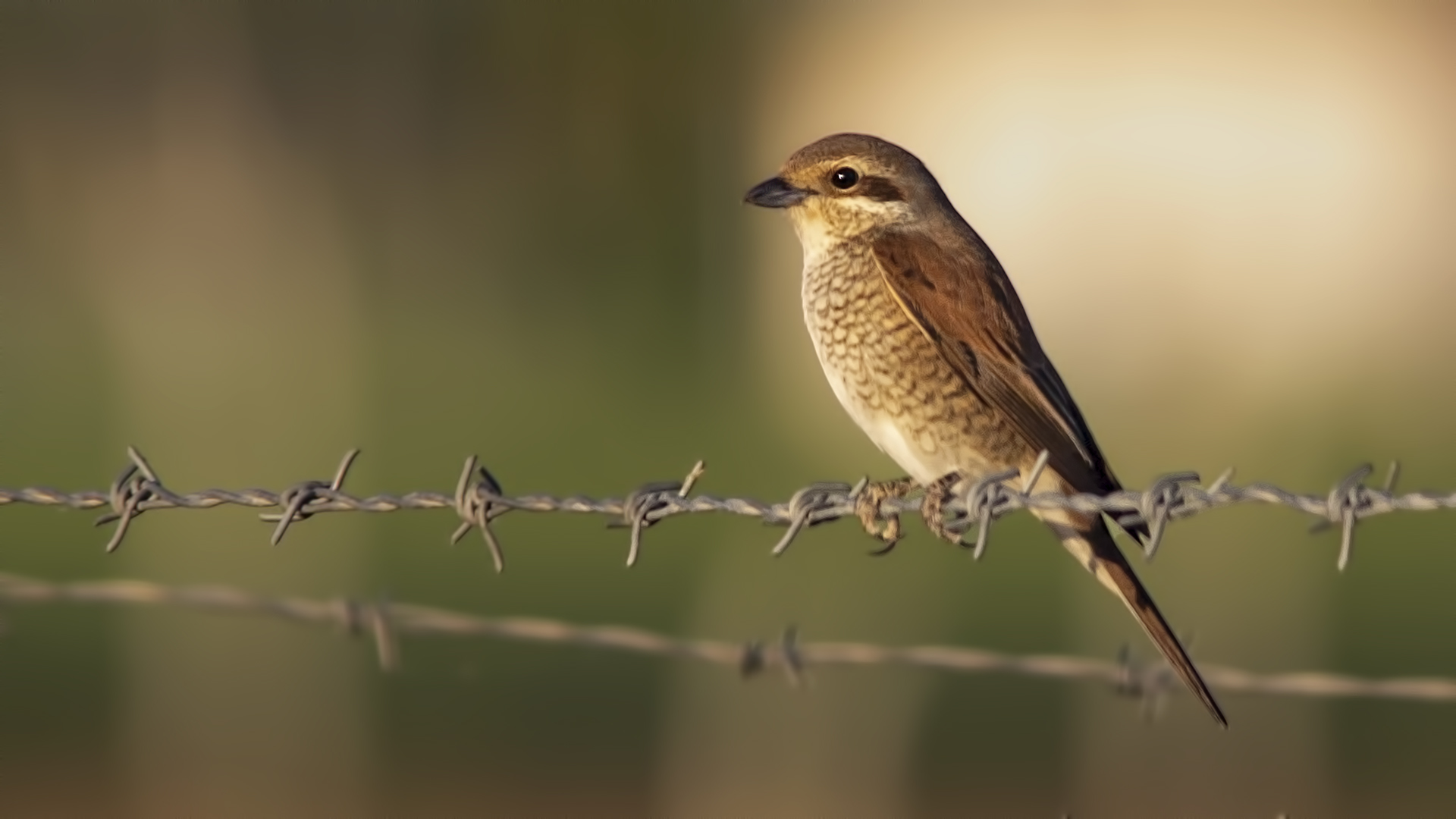Red-backed Shrike