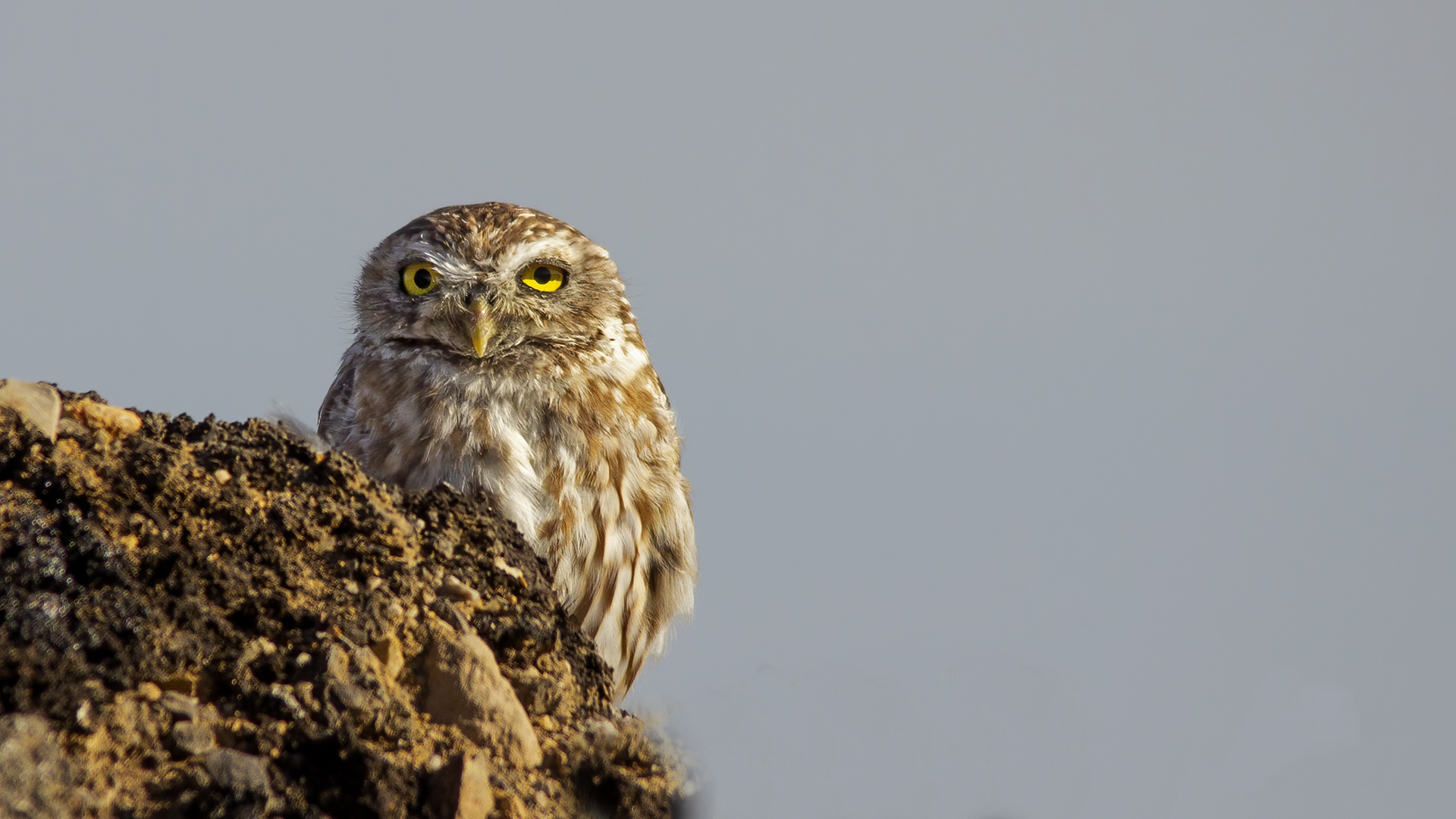 Little Owl