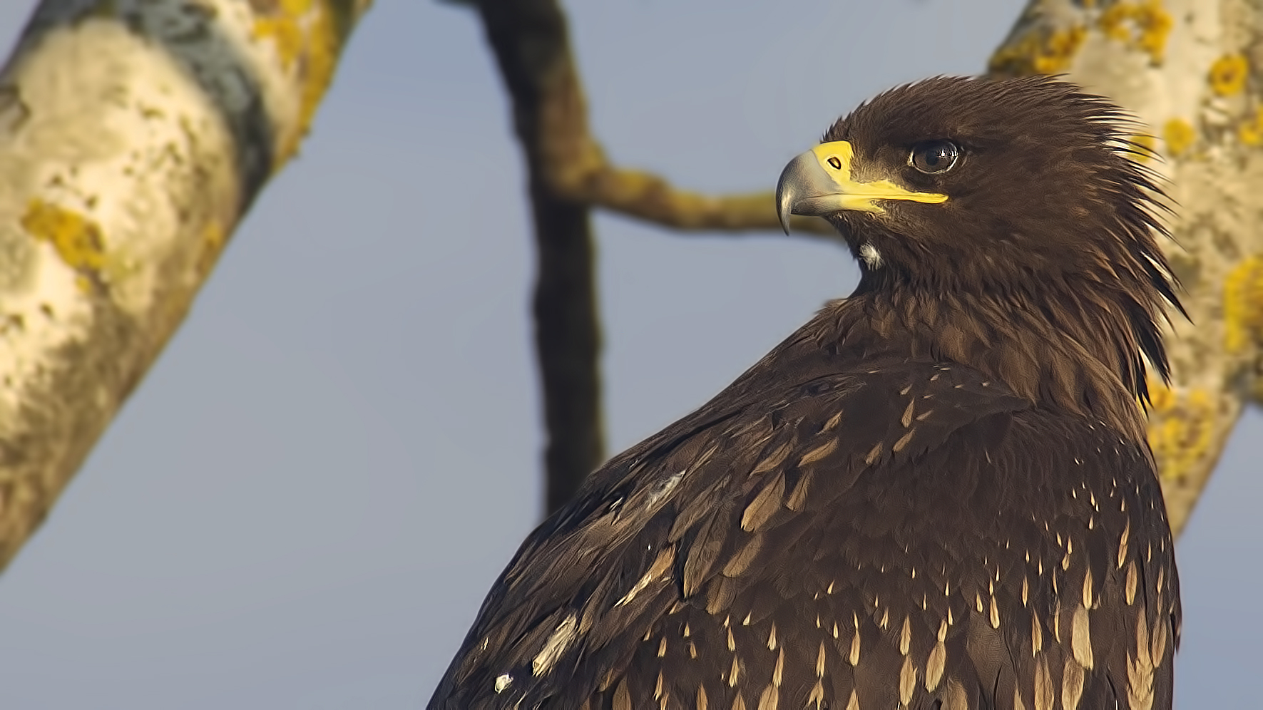 Greater Spotted Eagle