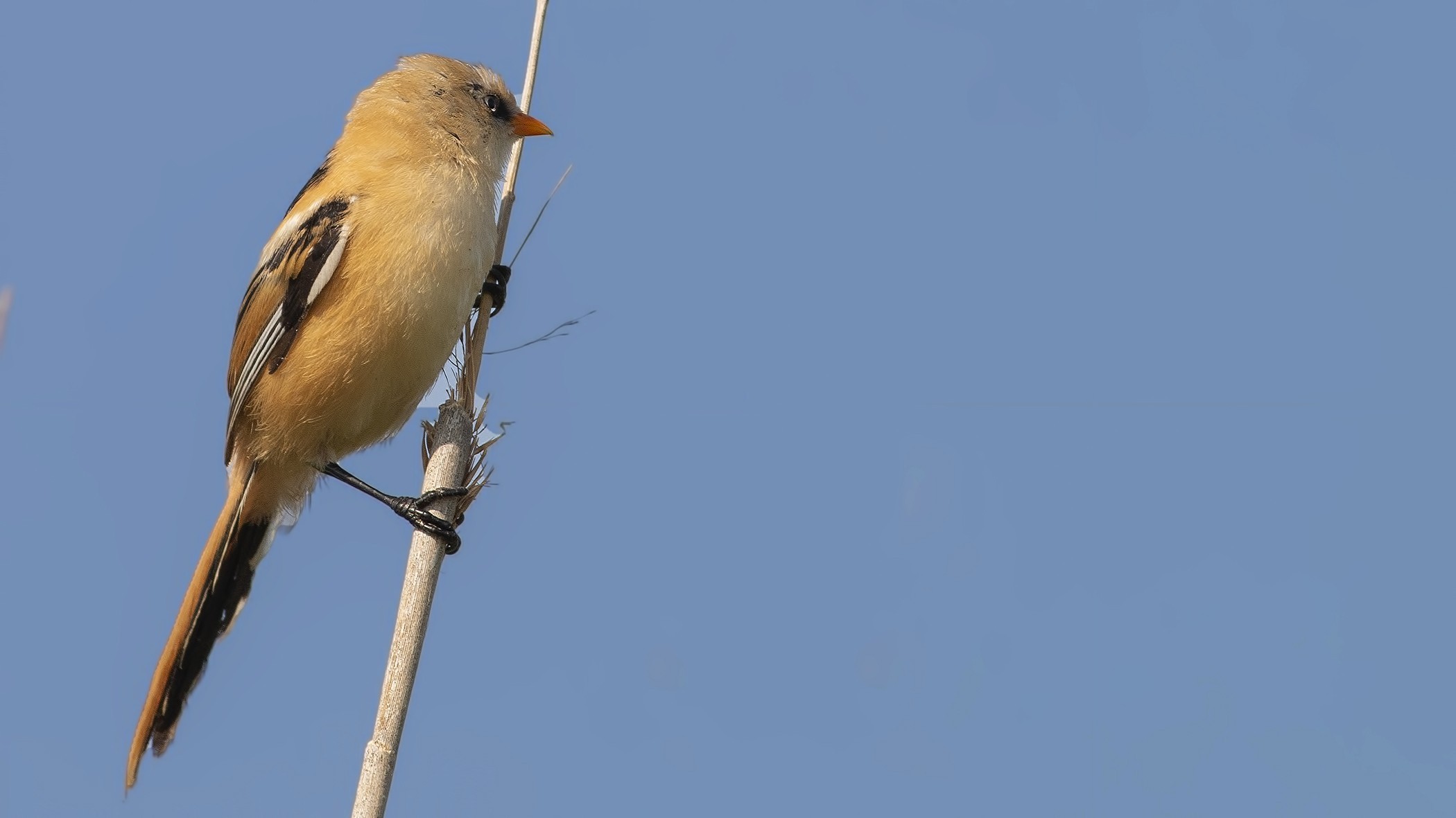 Bearded Reedling