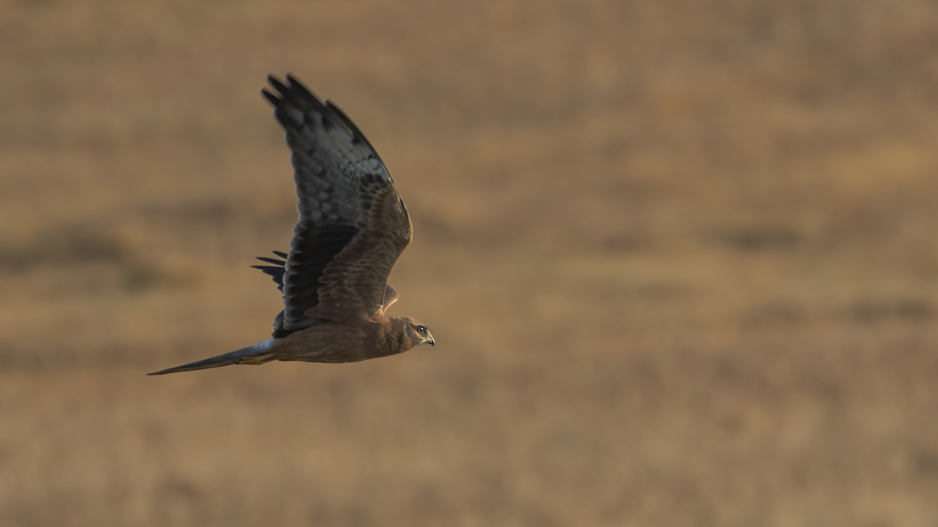 Montagu's Harrier