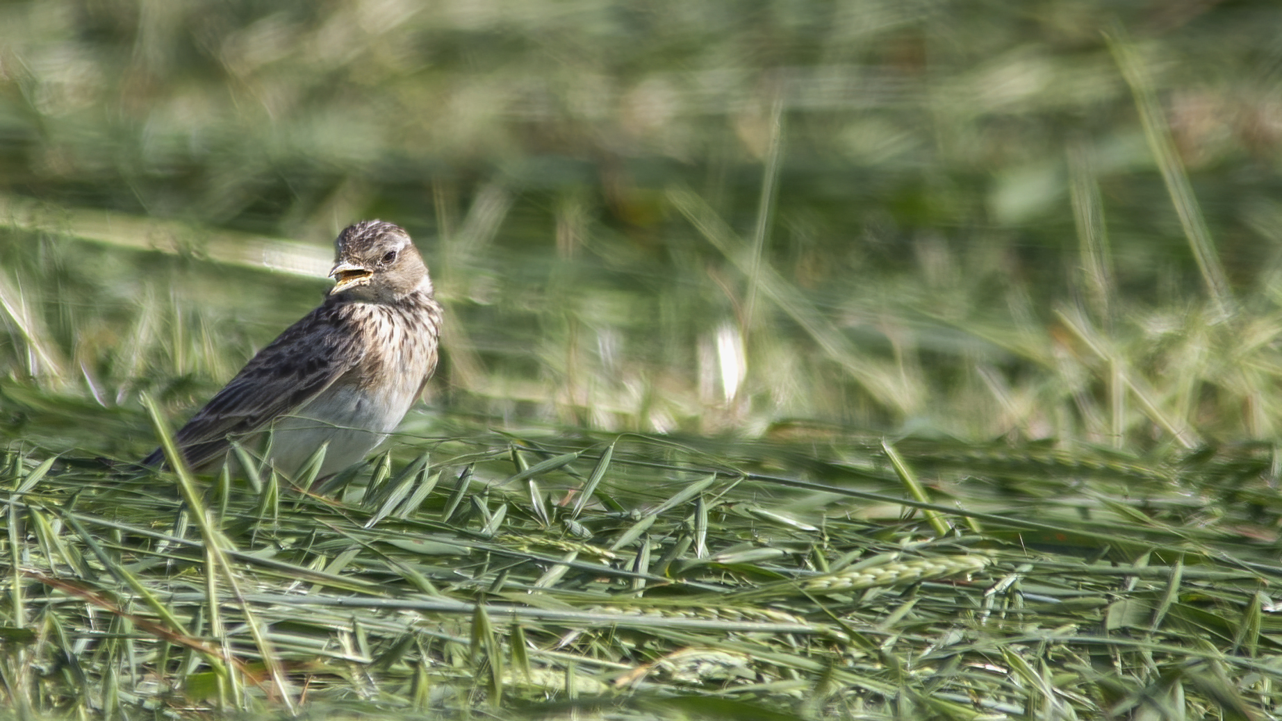 Eurasian Skylark