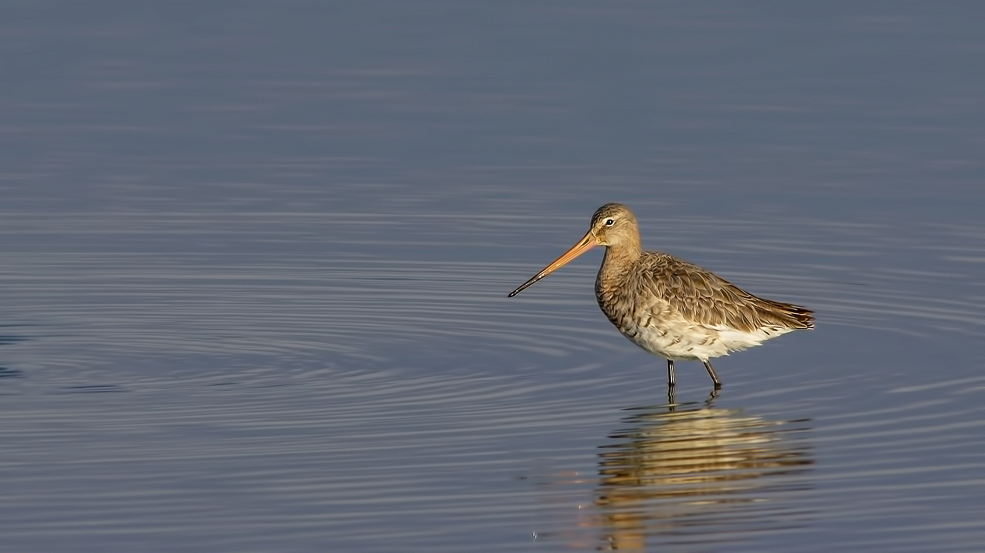 Black-tailed Godwit