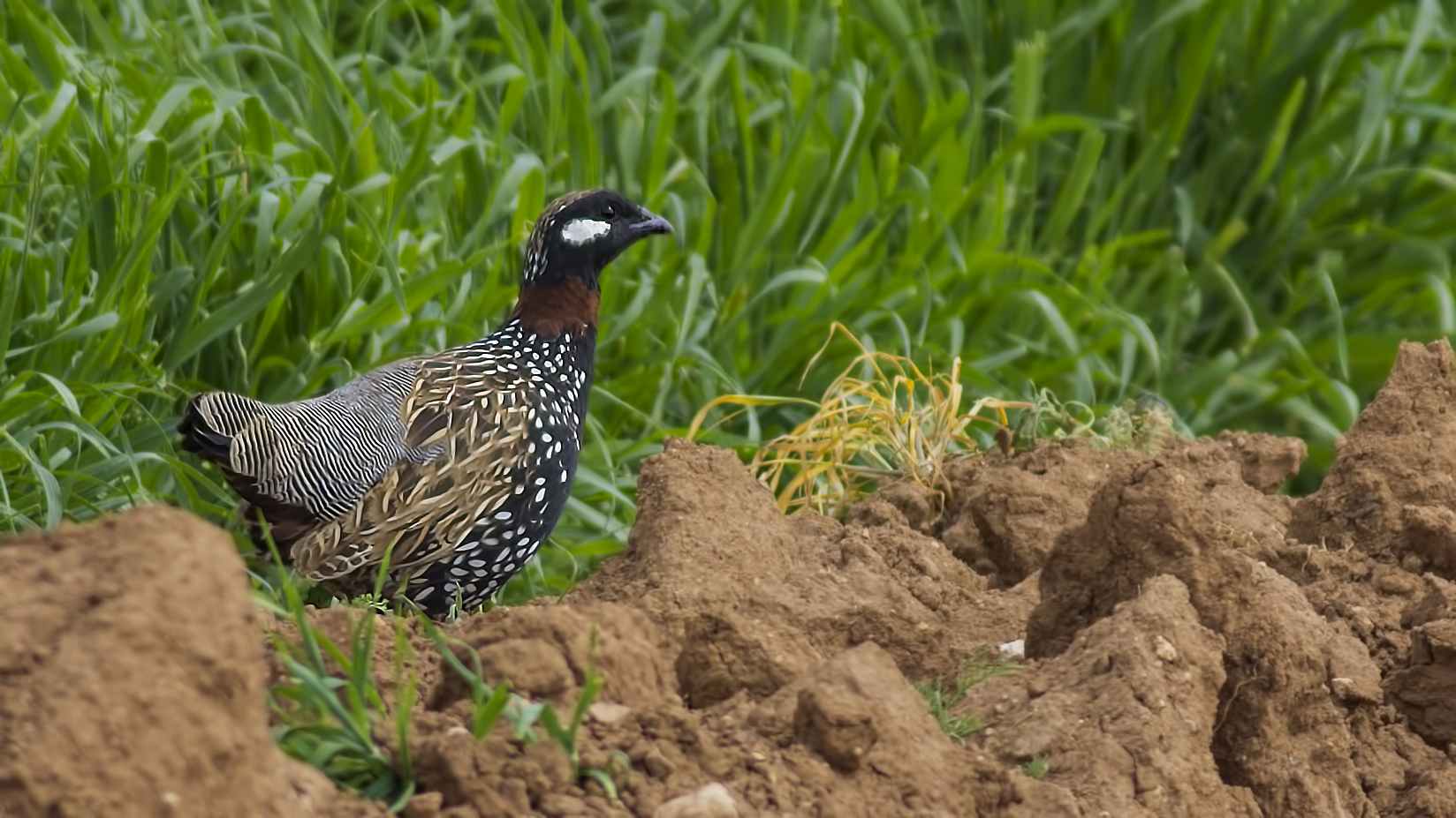 Black Francolin