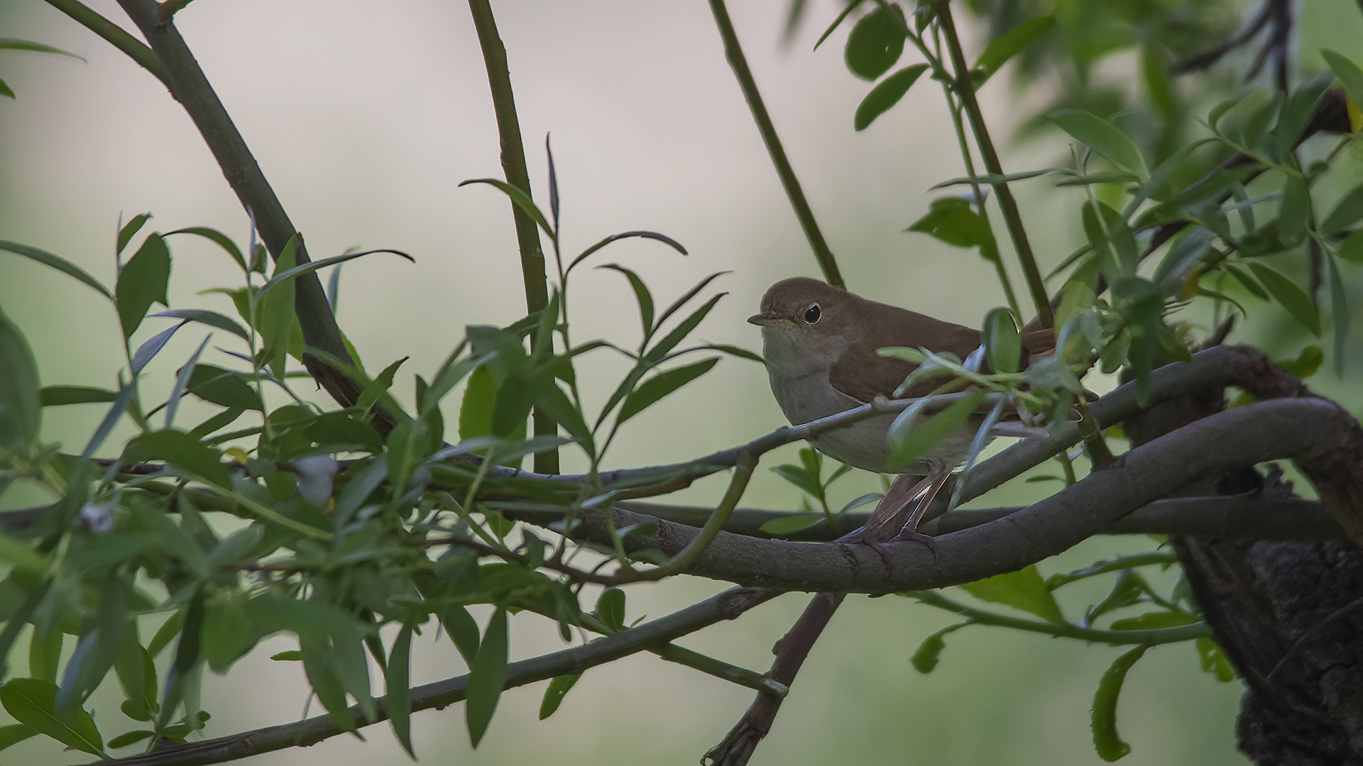 Common Nightingale