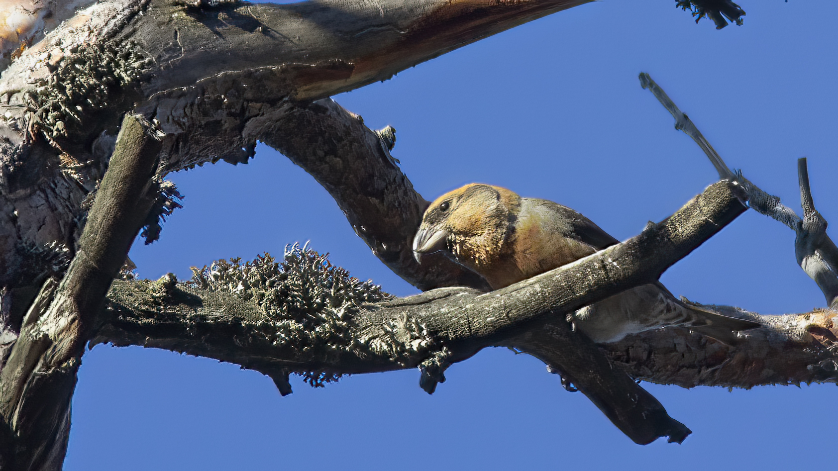 Red Crossbill