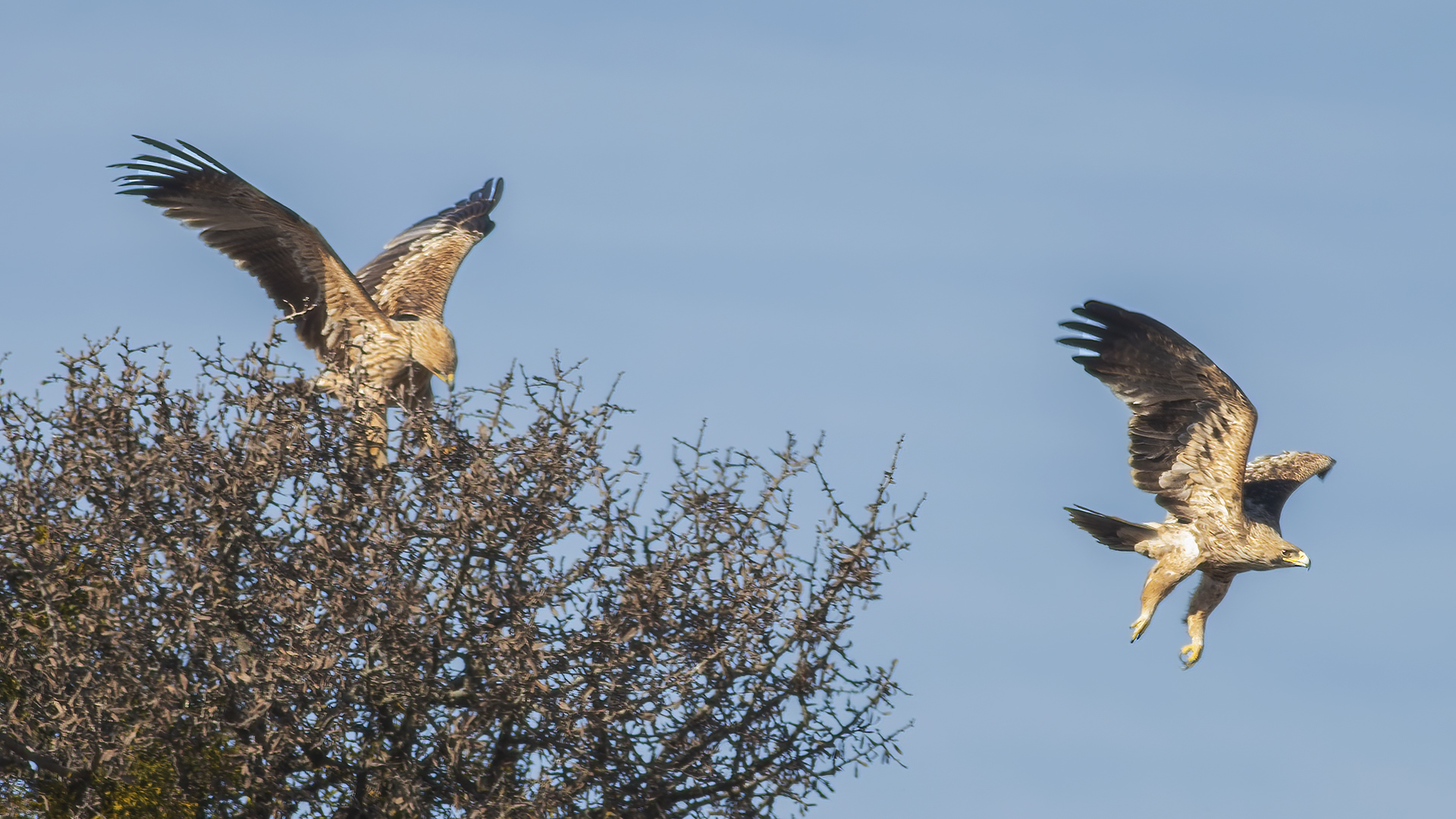 Imperial Eagle