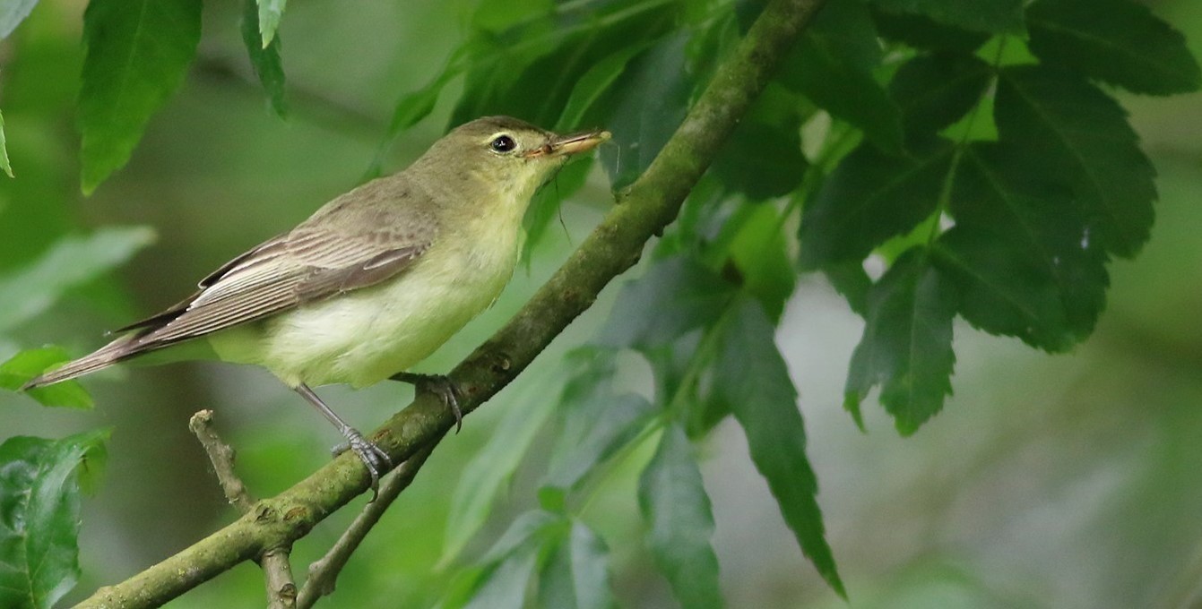 Icterine Warbler — Ana fotoğraf