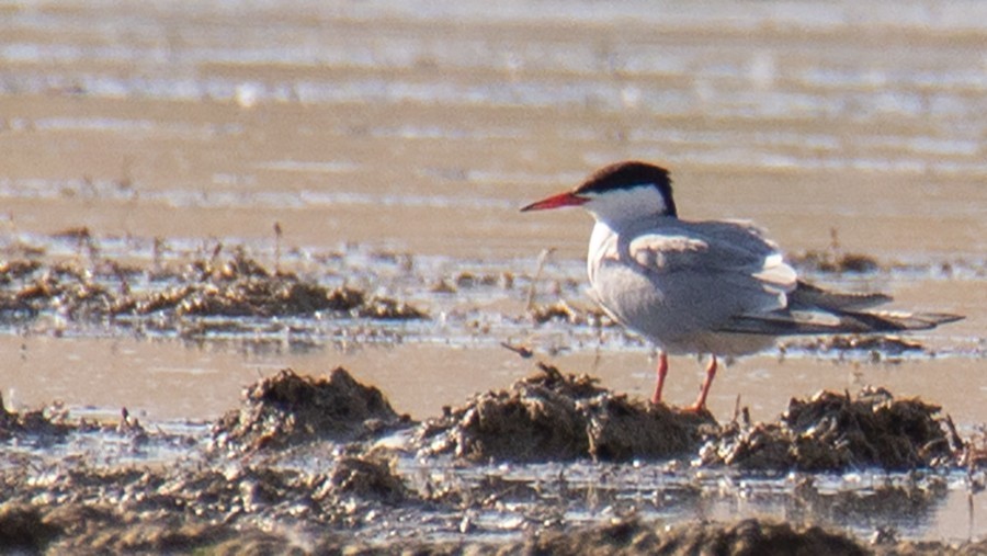 Common Tern