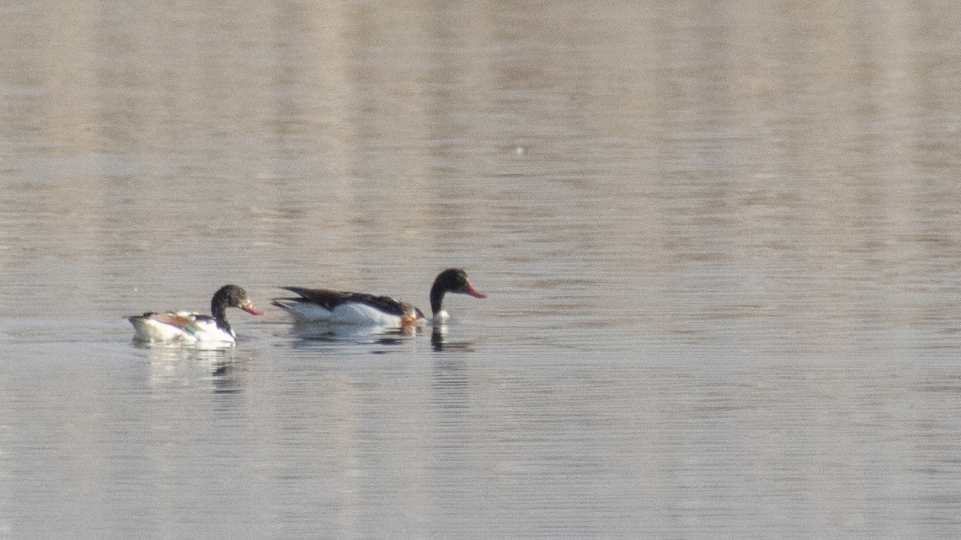 Common Shelduck
