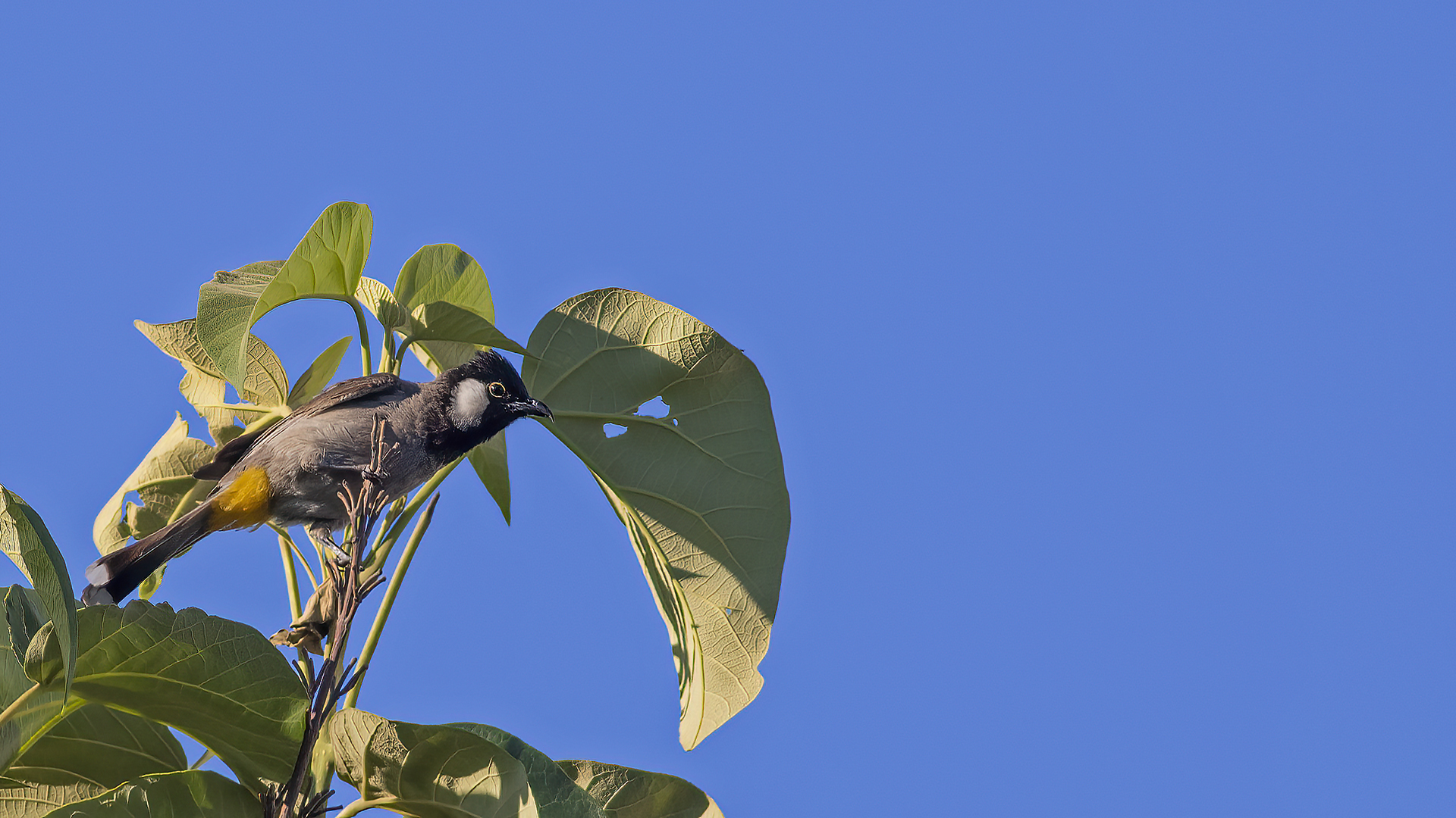 White-eared Bulbul