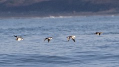 Smew