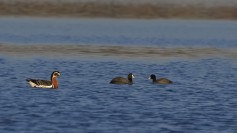 Red-breasted Goose