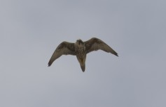 Saker Falcon