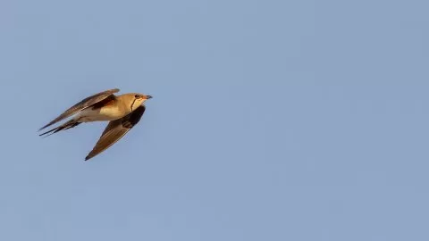 Bataklıkkırlangıc