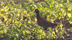 Ring-necked Pheasant