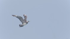 Parasitic Jaeger