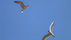 Gull-billed Tern