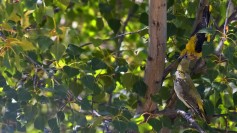 Eurasian Golden Oriole