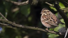Rustic Bunting