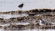 Little Tern