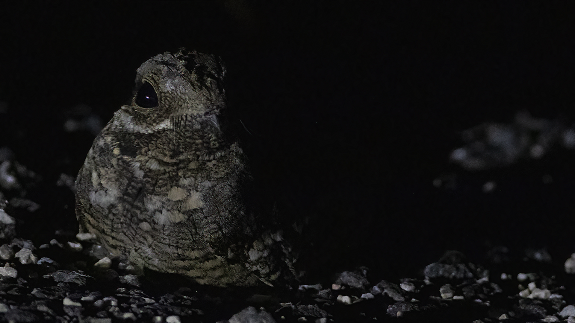 Eurasian Nightjar