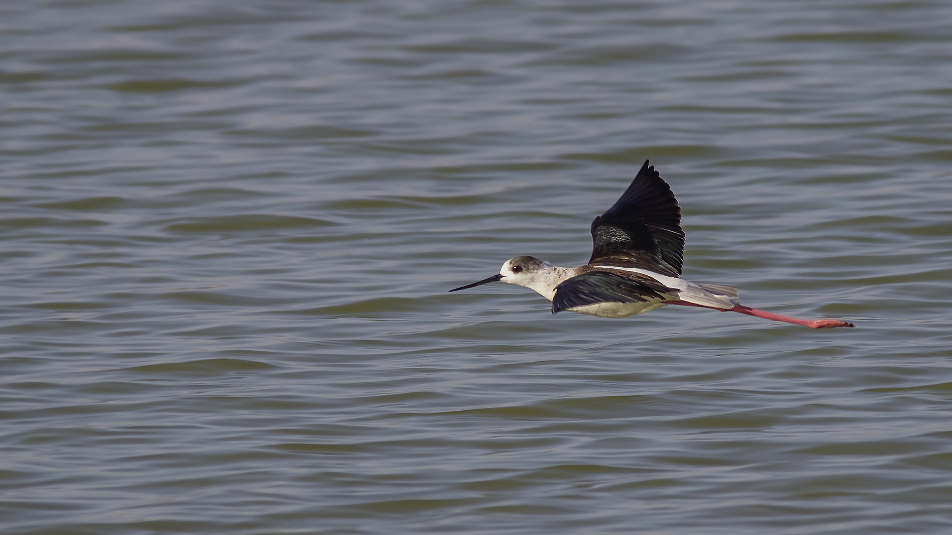 Black-winged Stilt