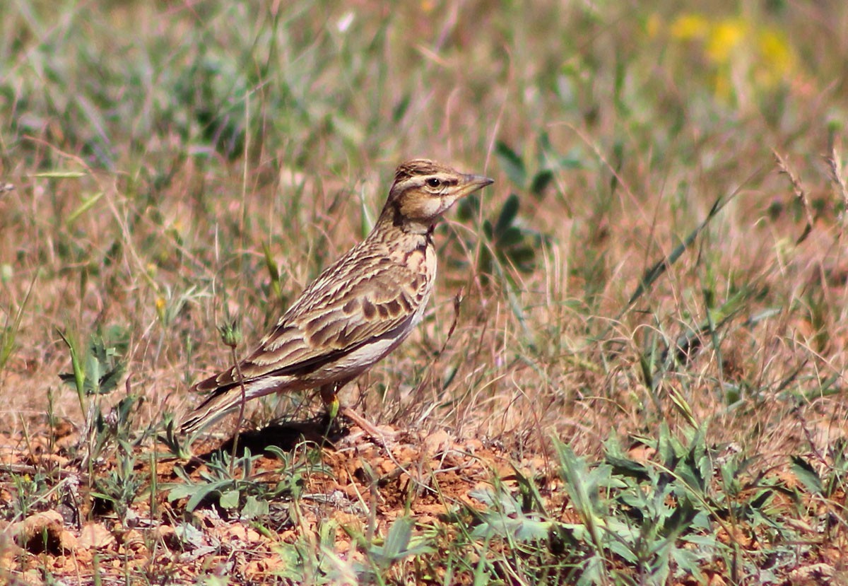 Bimaculated Lark
