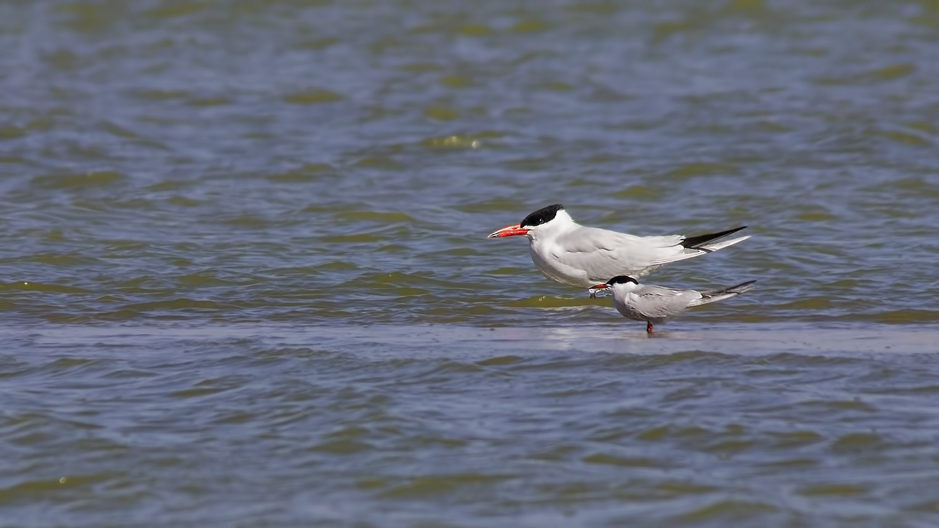 Caspian Tern