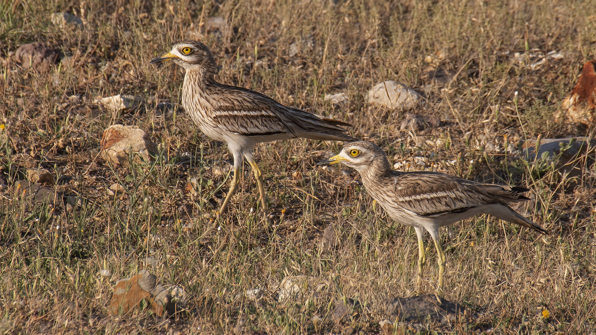 Eurasian Thick-knee