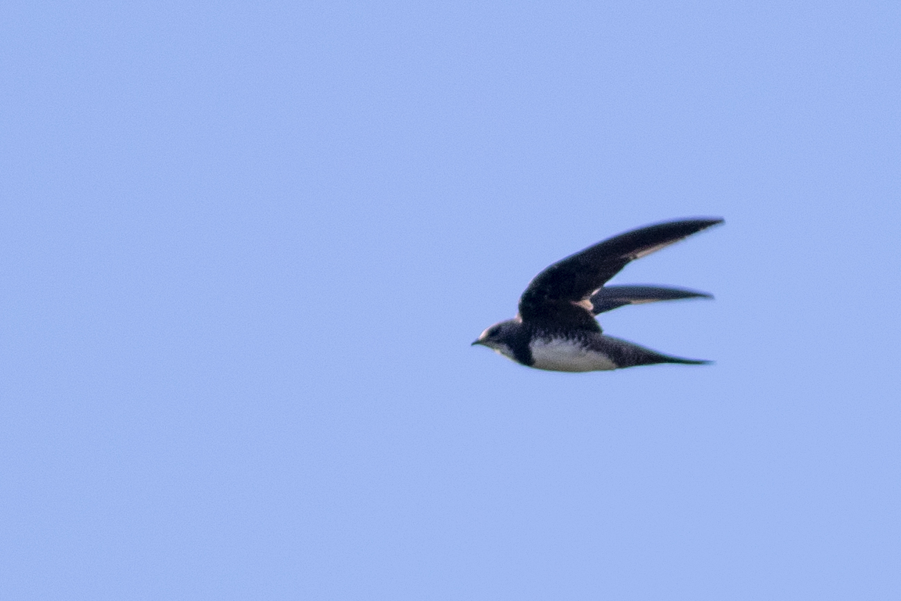 Alpine Swift