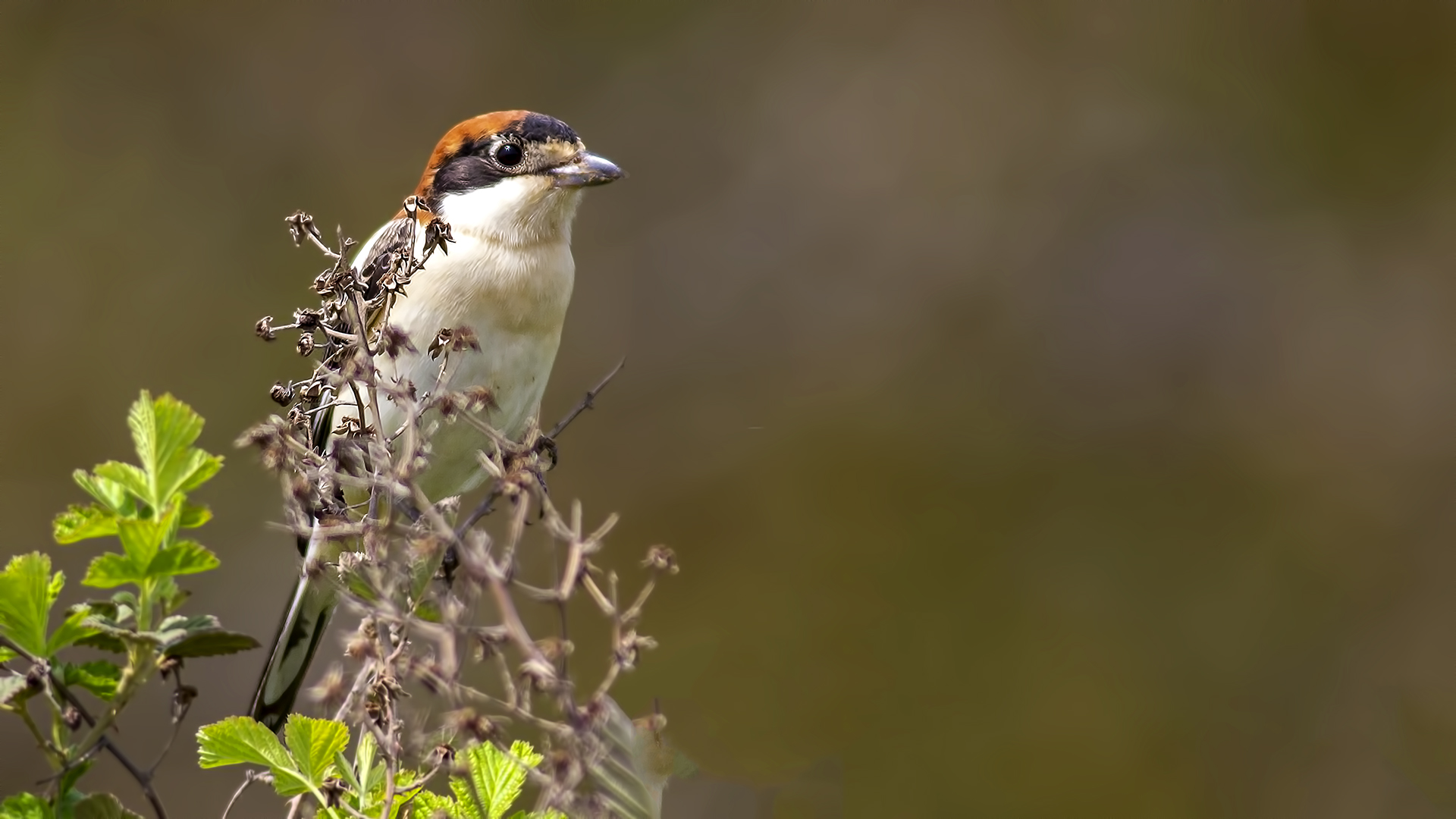 Woodchat Shrike