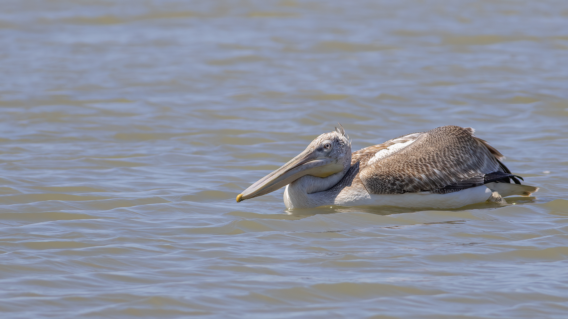 Dalmatian Pelican