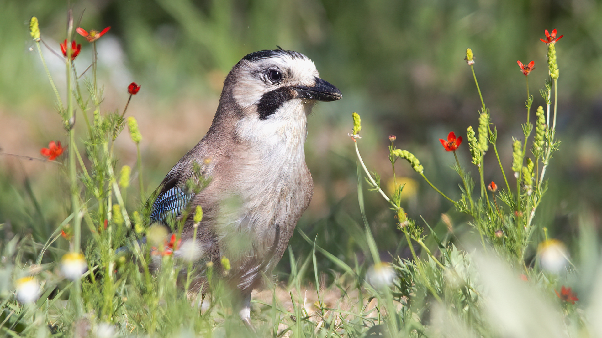 Eurasian Jay
